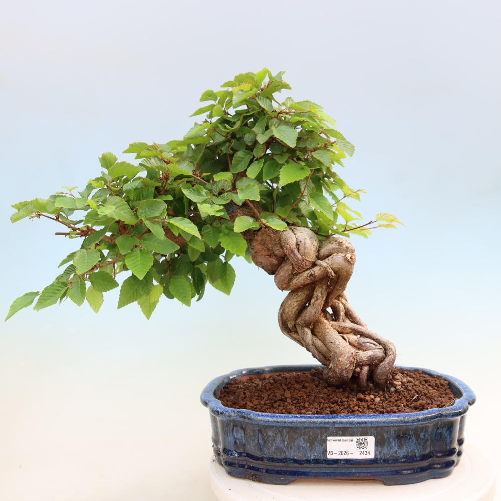 Outdoor bonsai - Carpinus coreana - grab koreański