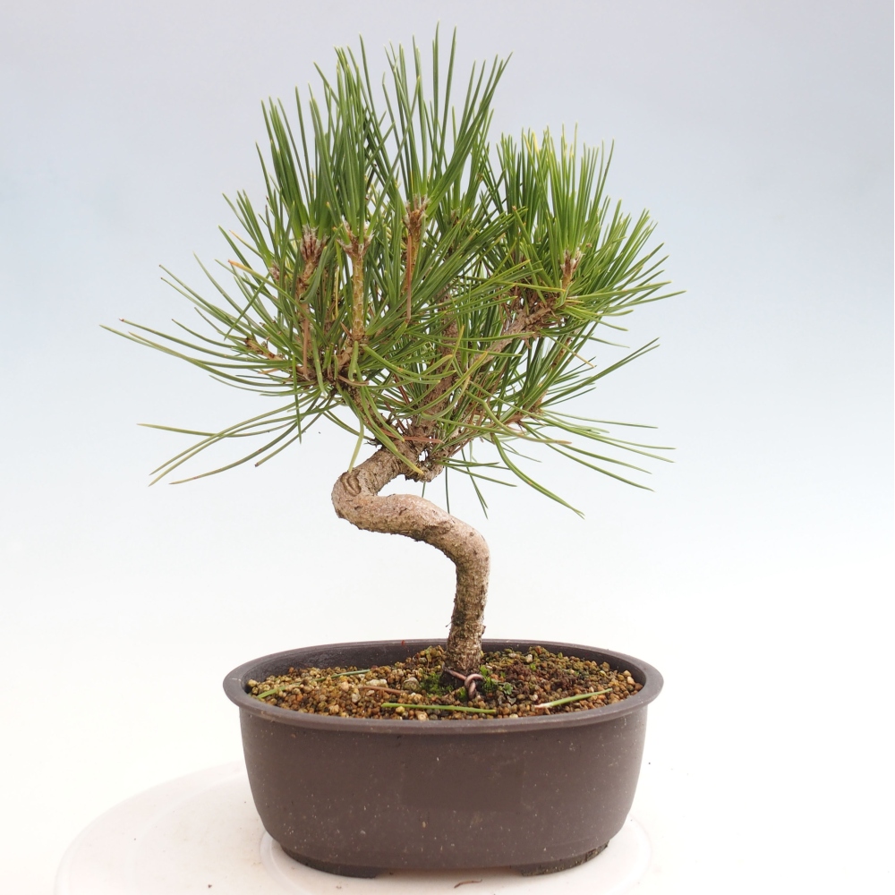 Bonsai ogrodowe - Pinus thunbergii - Sosna Thunbergia