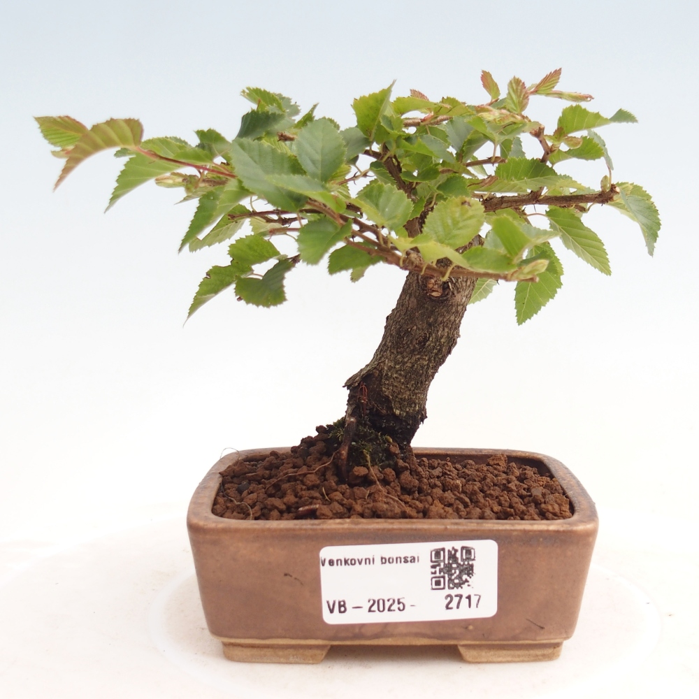 Na zewnątrz bonsai-Karpiny KARPINOWE - Koreański Grab