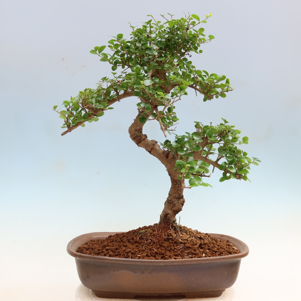 Pokój bonsai - Ligustrum retusa - dziób ptaka drobnolistnego