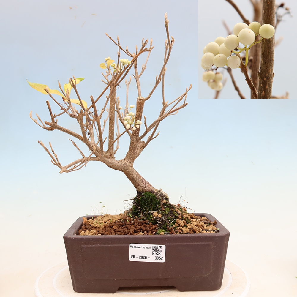 Bonsai ogrodowe – Callicarpa bodinieri Snowqueen – pięknoowocówka