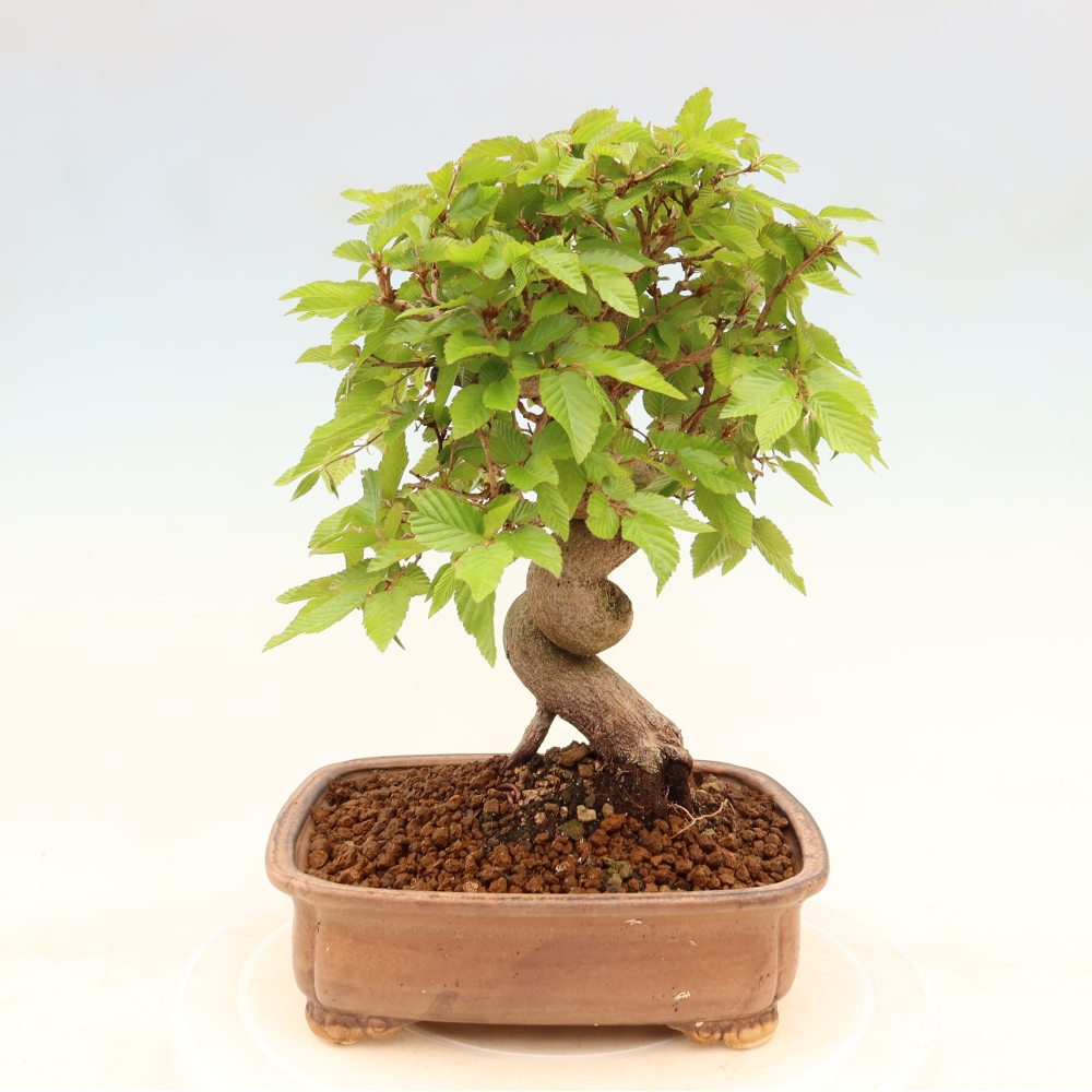 Outdoor bonsai - Carpinus coreana - grab koreański