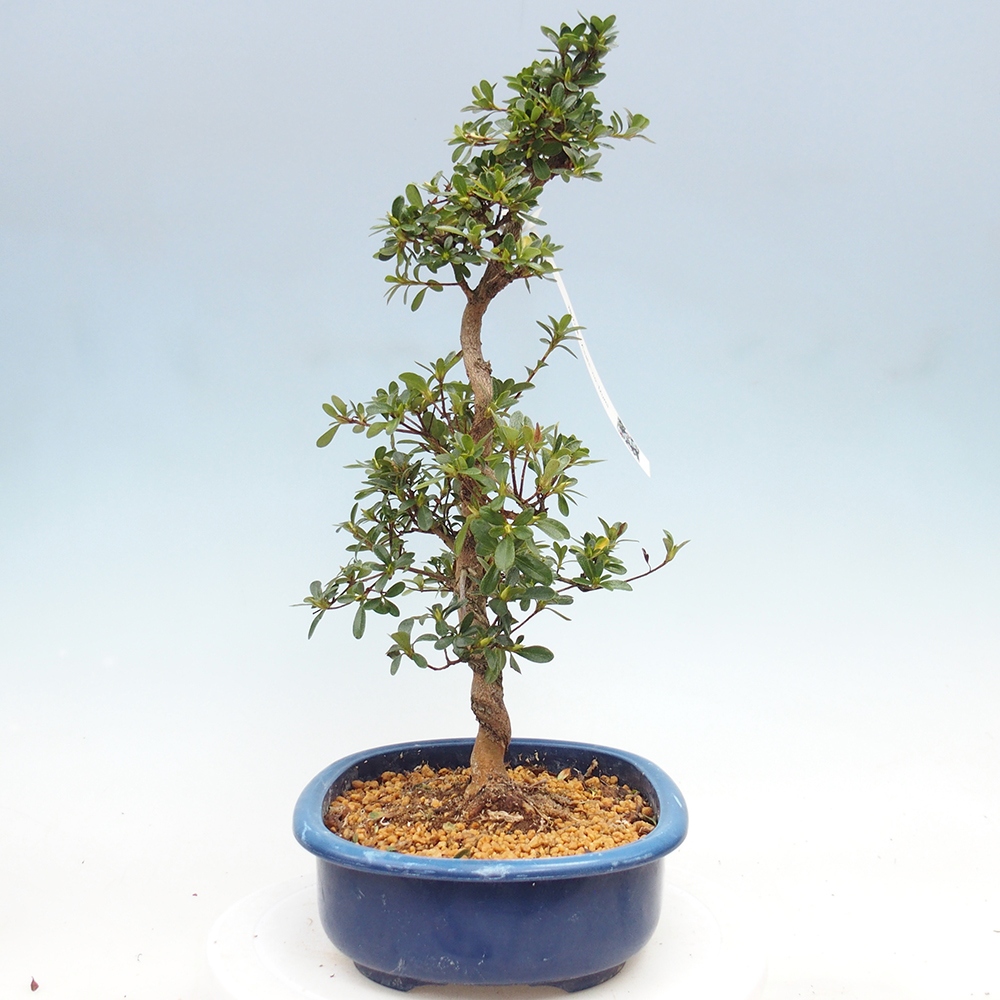 Bonsai zewnętrzne - Azalia japońska - Azalia Asahi-no-izumi