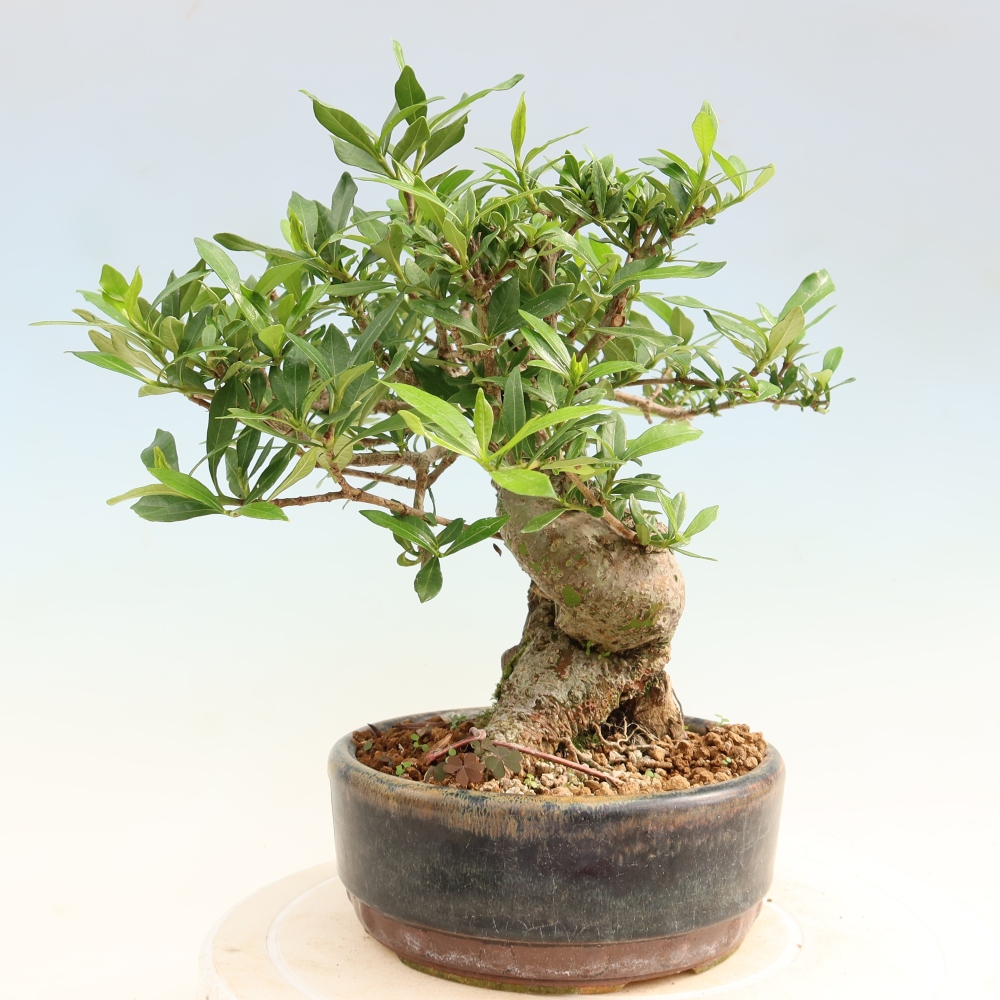 Bonsai pokojowe – Gardenia jasminoides – Gardenia