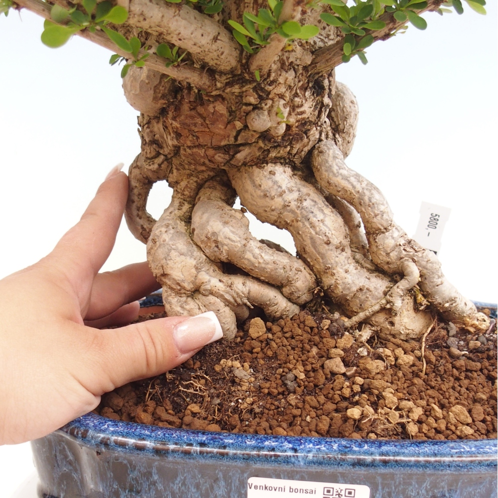 Bonsai zewnętrzne - Berberis coreana