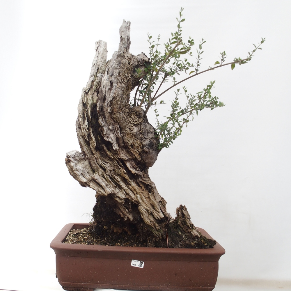 Kryte bonsai - Olea europaea sylvestris - Europejska oliwa z małych liści