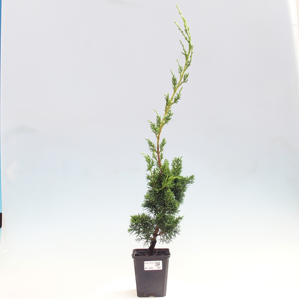 Outdoor bonsai - Juniperus chinensis Kishu