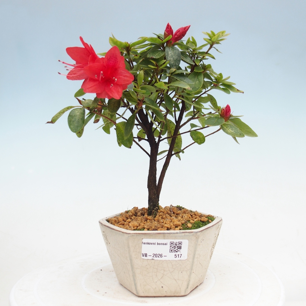 Outdoor bonsai - Azalia japońska - Azalea sp.