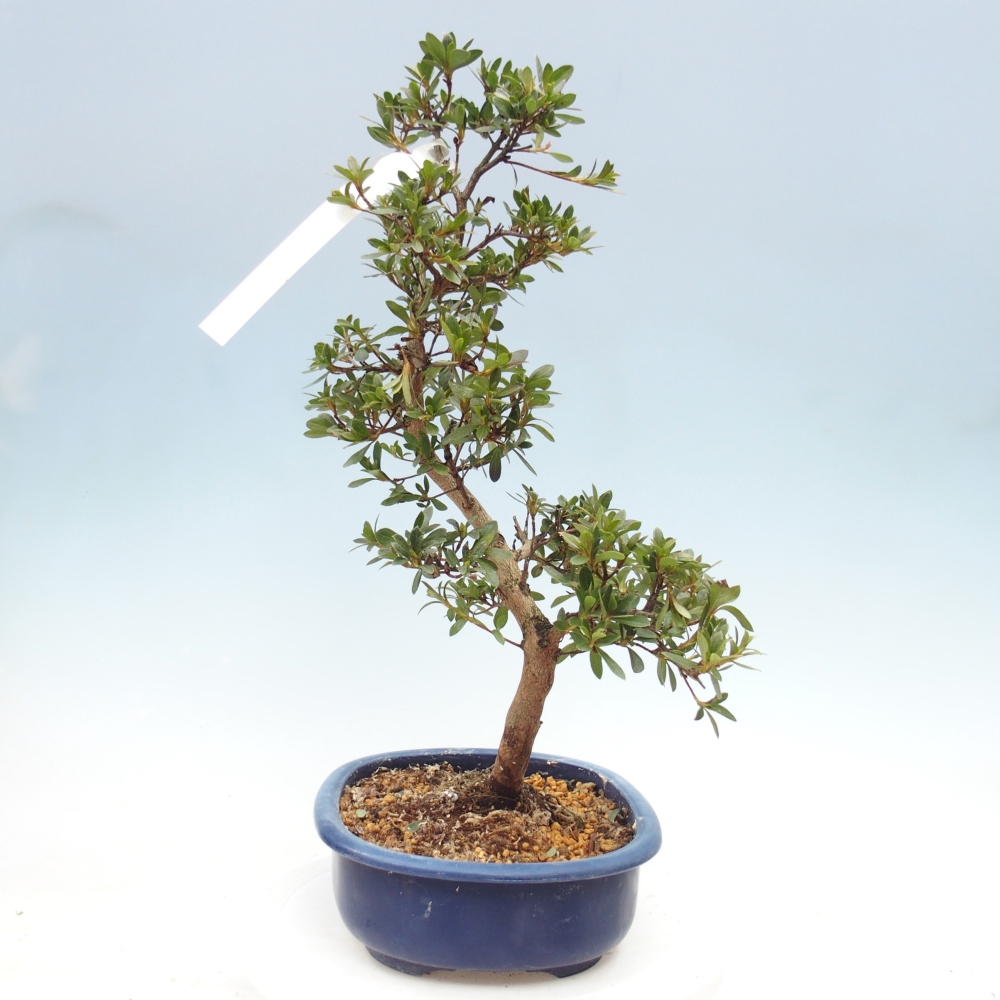Bonsai zewnętrzne - Azalia japońska - Azalia Beniko