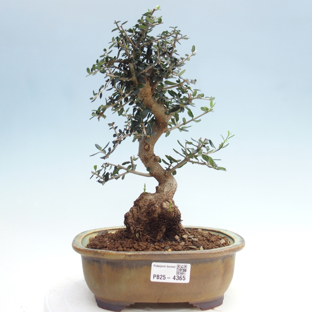 Bonsai do wnętrz - Olea europaea sylvestris