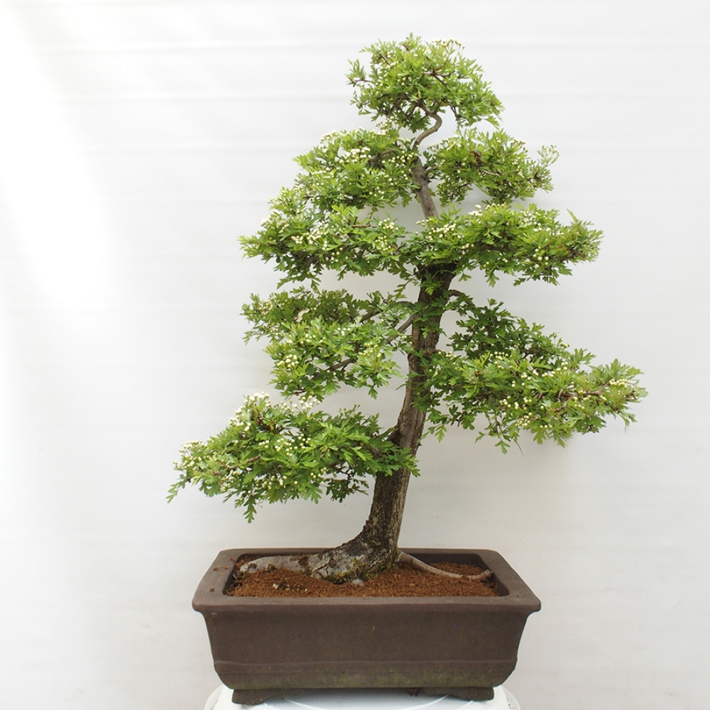 Bonsai zewnętrzne - Głóg - Crataegus monogyna