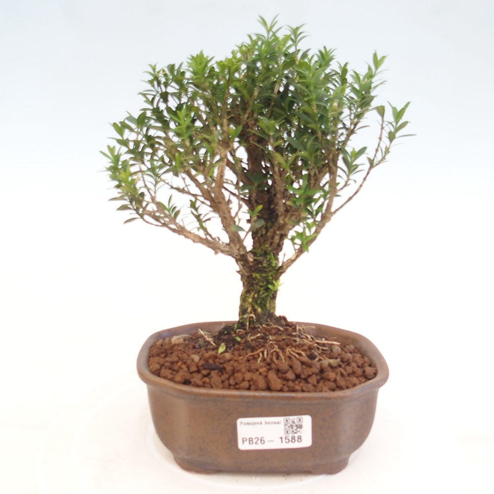Pokój bonsai - Buxus harlandii - buxus korkowy