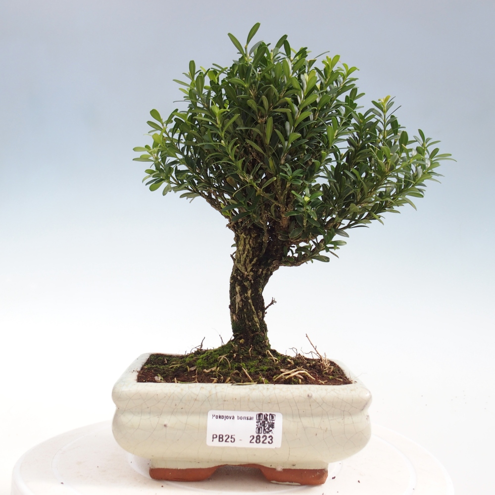 Pokój Bonsai - Buxus harlandii - Bukszpan korkowy