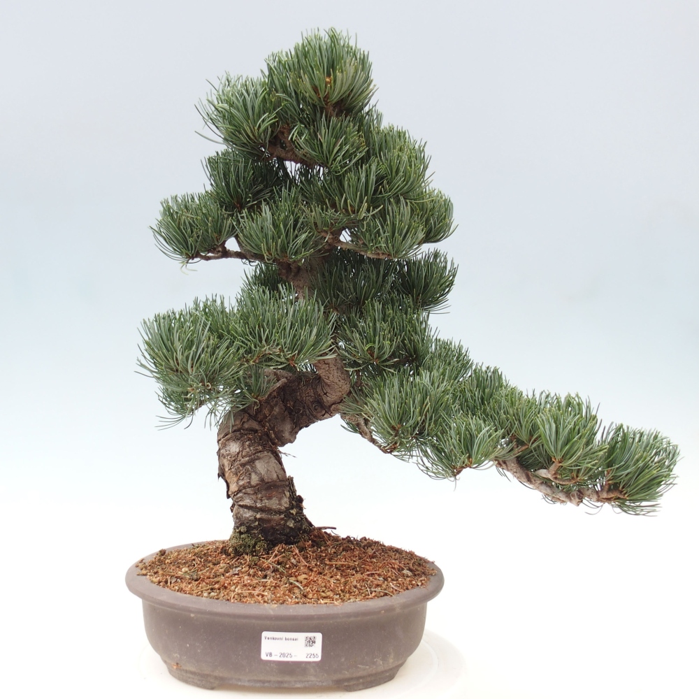 Outdoor bonsai - Pinus parviflora - Mała sosna