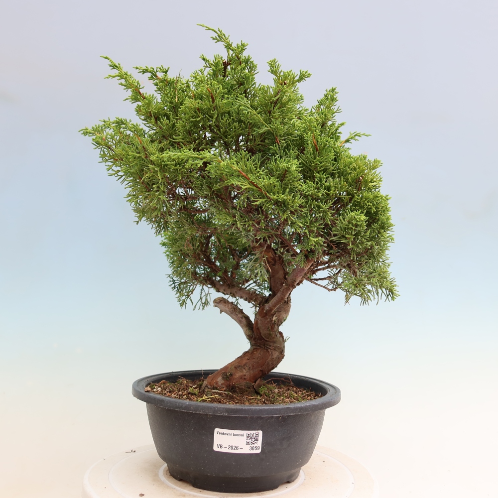 Bonsai ogrodowe – Juniperus chinensis Itoigawa – jałowiec chiński