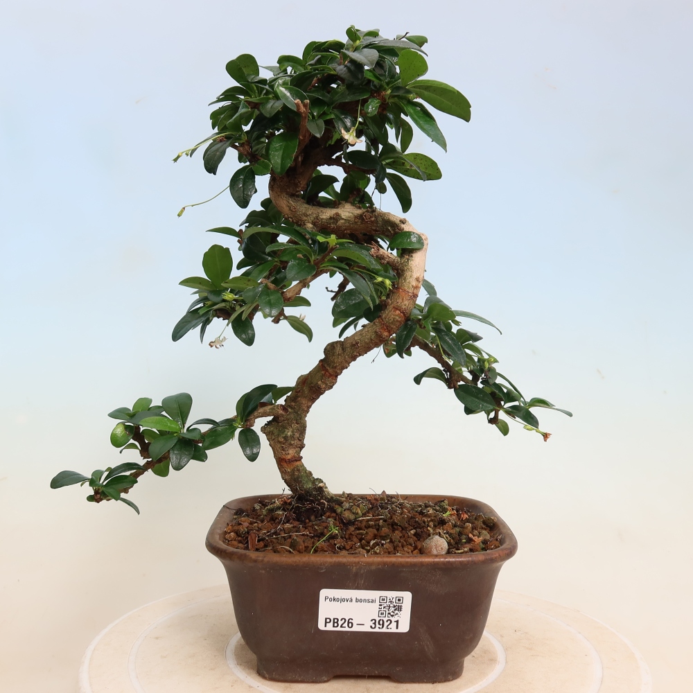 Bonsai pokojowe - Carmona macrophylla - Tea fuki