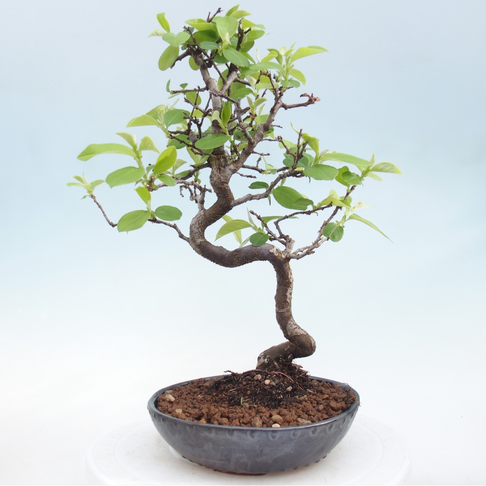 Bonsai zewnętrzne - Chaneomeles chinensis