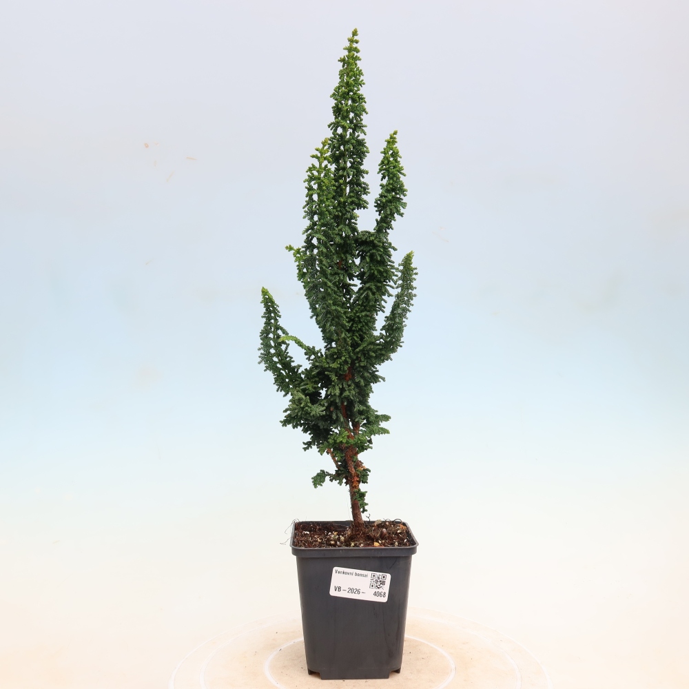 Bonsai zewnętrzne - Cham. obtusa SEKKA HINOKI - Cyprys