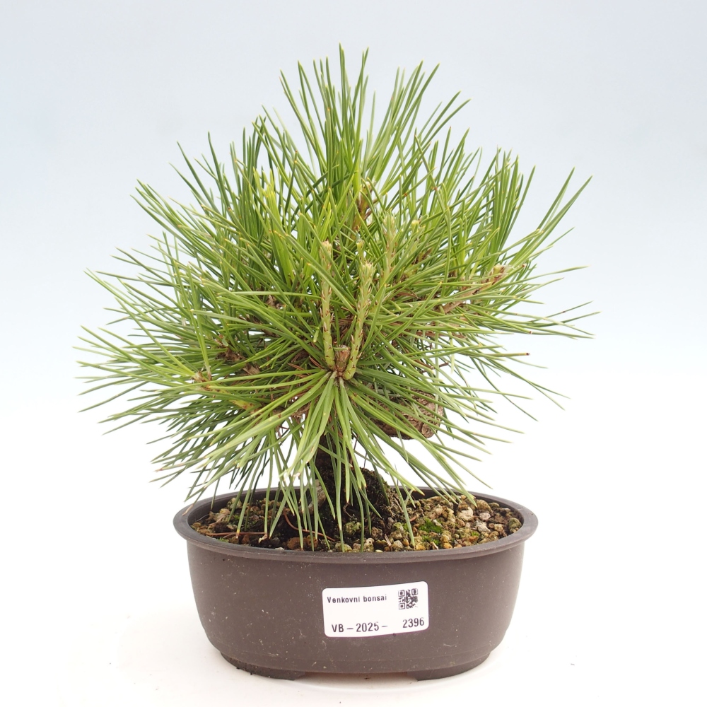 Bonsai ogrodowe - Pinus thunbergii - Sosna Thunbergia