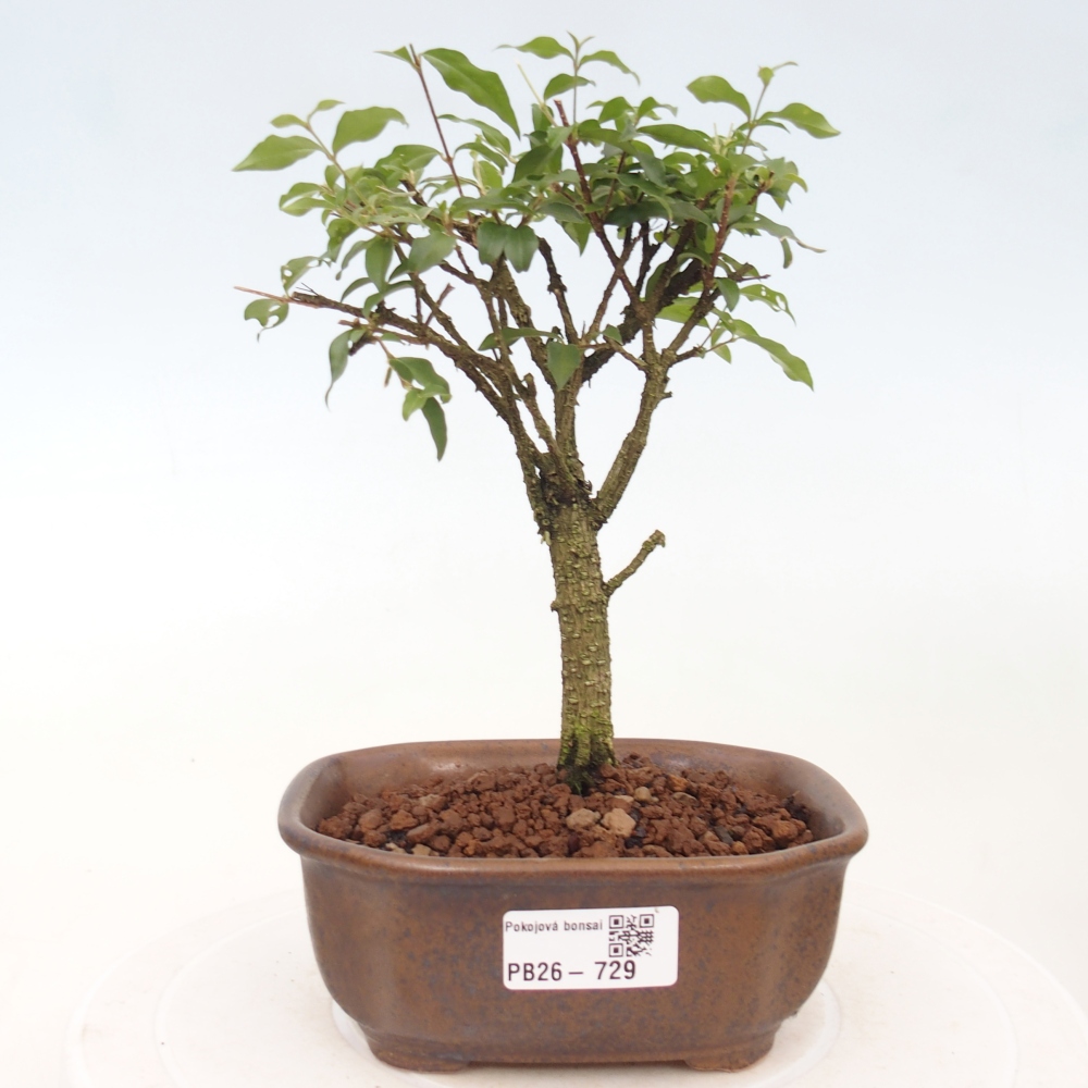Pokój bonsai - Malpighia coccigera- Barbdor Cherry