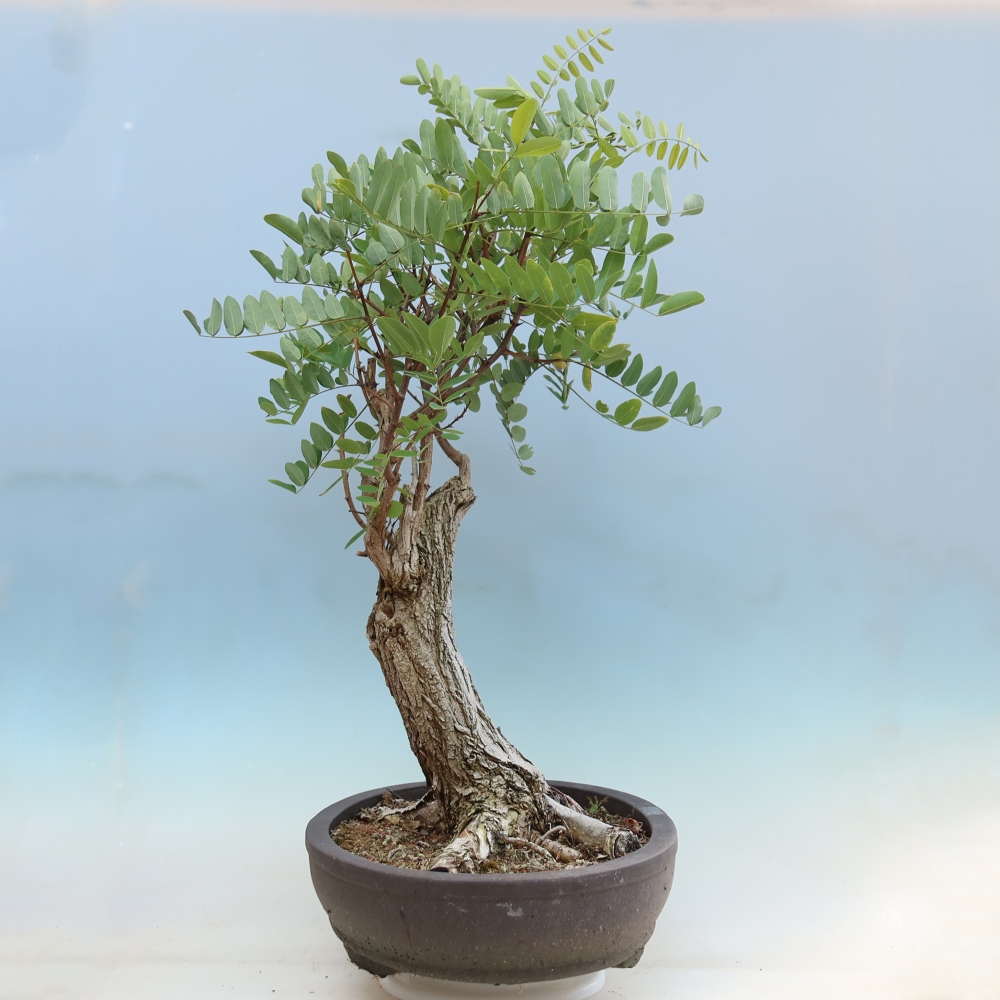 Bonsai ogrodowe – Trnovník  Akacja – Robinia pseudoacacia