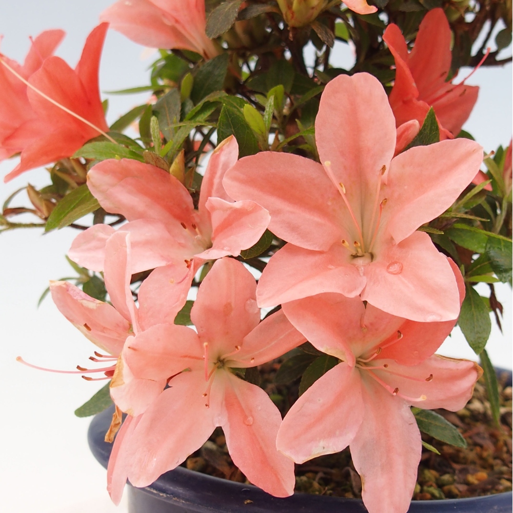 Bonsai ogrodowe - azalia japońska - Azalea Nikko