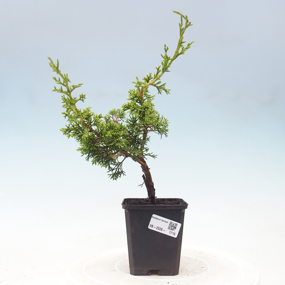 Outdoor bonsai - Juniperus chinensis Itoigawa
