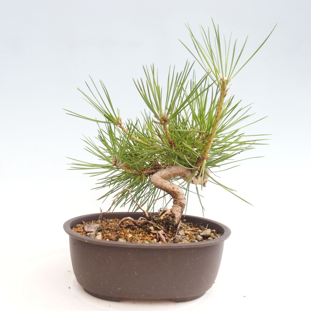 Bonsai ogrodowe - Pinus thunbergii - Sosna Thunbergia