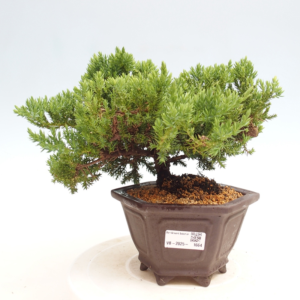 Plenerowe bonsai - Juniperus procumbens - Prostrate Juniper