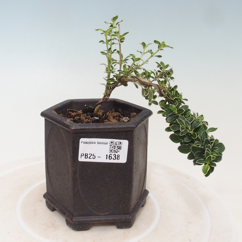 Bonsai do wnętrz - Serissa foetida Variegata - Drzewo tysiąca gwiazd