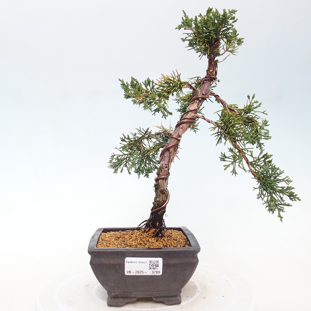 Outdoor bonsai - Juniperus chinensis Kishu