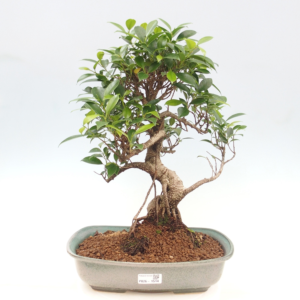 Pokój bonsai - Ficus kimmen - figowiec drobnolistny