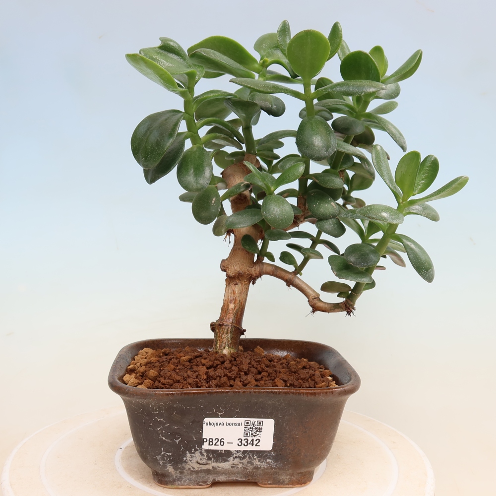 Bonsai pokojowe – Grubosz jajowaty – Crassula ovata