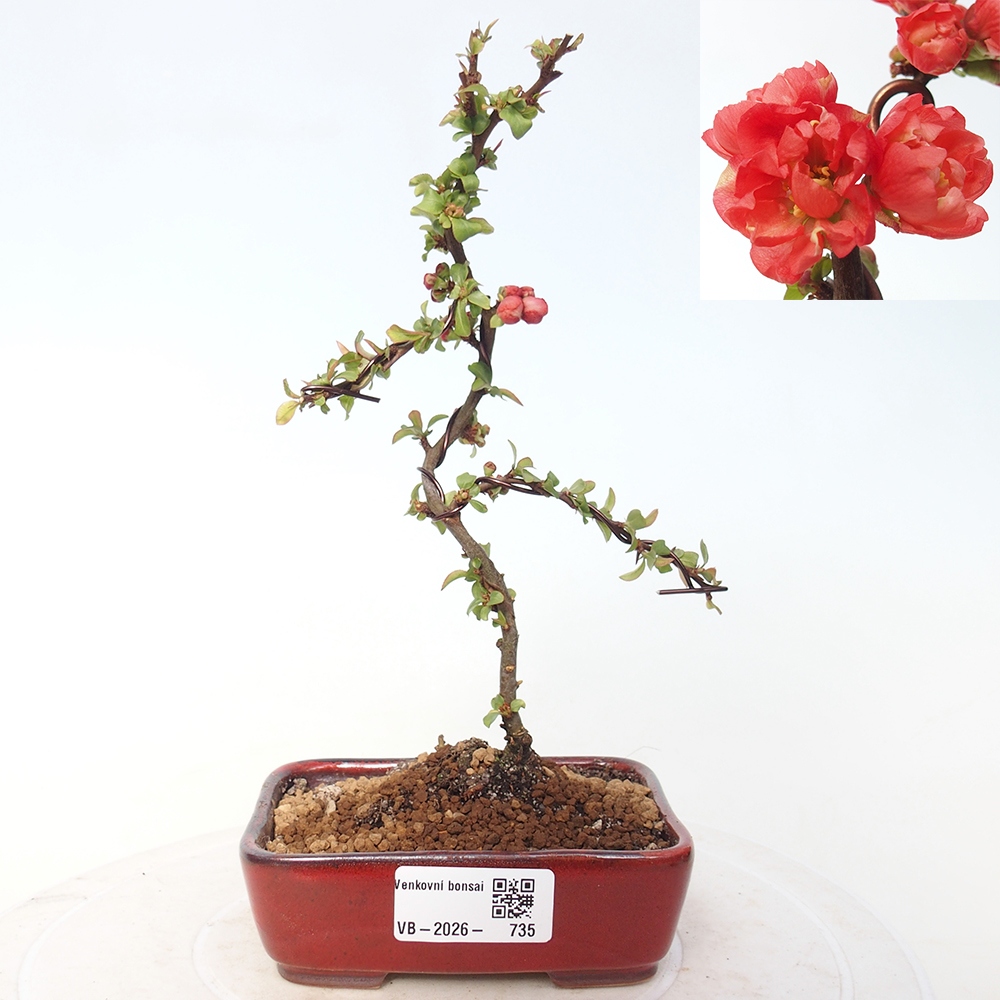 Outdoor bonsai - Chaneomeles s. Red Joy - Pigwa