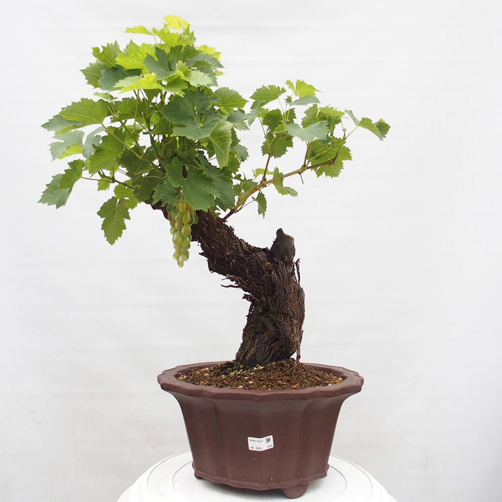 Bonsai plenerowe - Vitis vinnifera MUSKAT ITALIA  - Winorośl