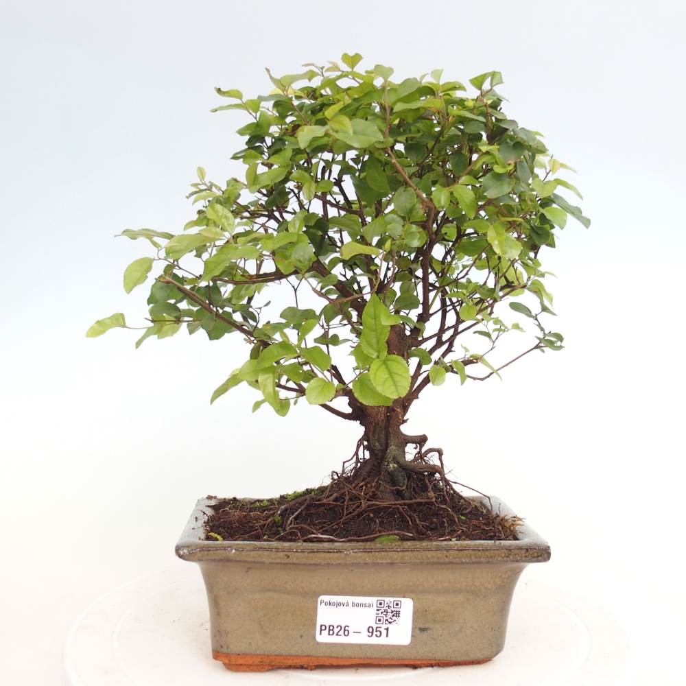 Bonsai pokojowe - Sageretia thea - Sageretia thea