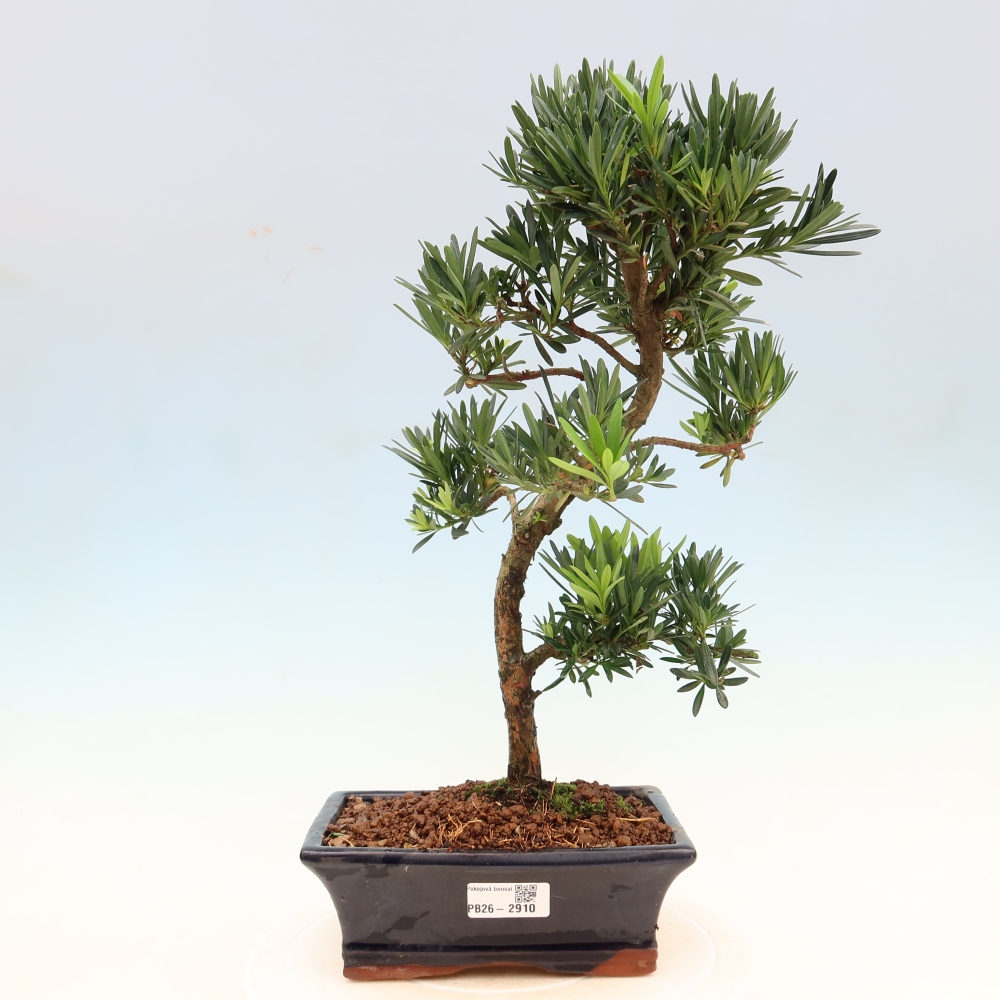 Pokój bonsai - Podocarpus - Kamienny cis