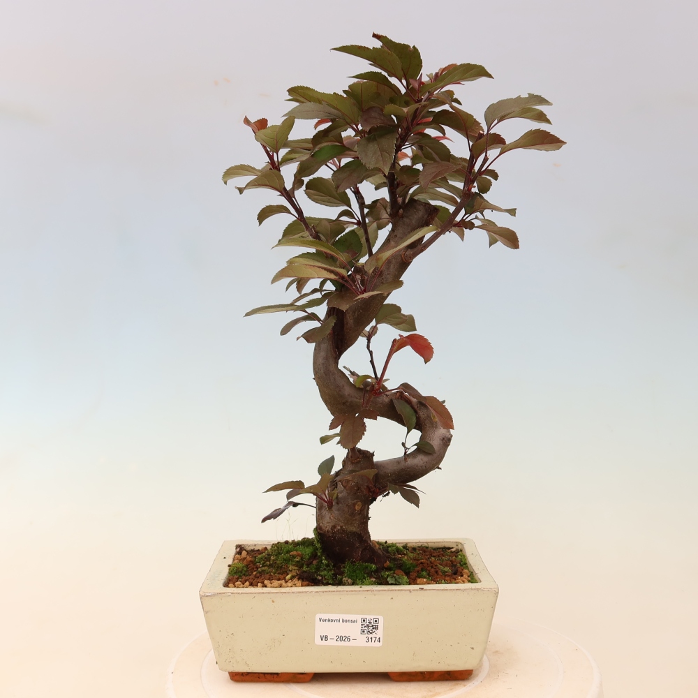 Outdoor bonsai - Malus domestica - Jabłoń czerwonolistna o małych owocach