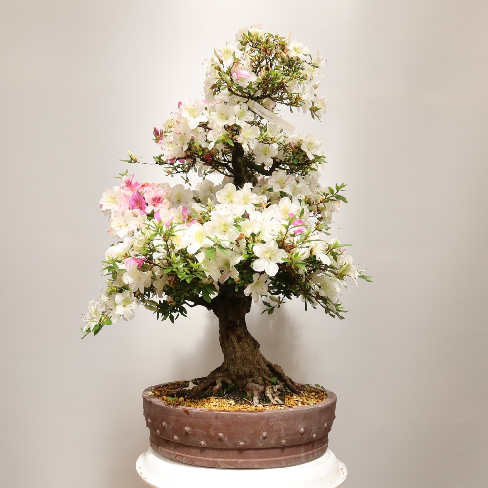 Bonsai ogrodowe – azalia japońska – Azalea Kotobokietsu
