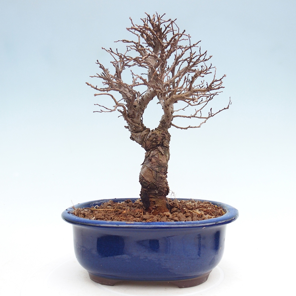 Bonsai zewnętrzne - Zelkova - Zelkova NIRE