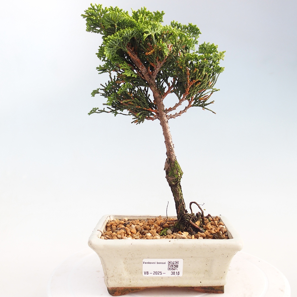 Bonsai zewnętrzne - Cham.pis obtusa Nana Gracilis - Cyprys