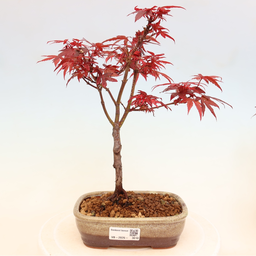 Bonsai ogrodowe – klon palmowy – Acer palmatum Berry Broom 
