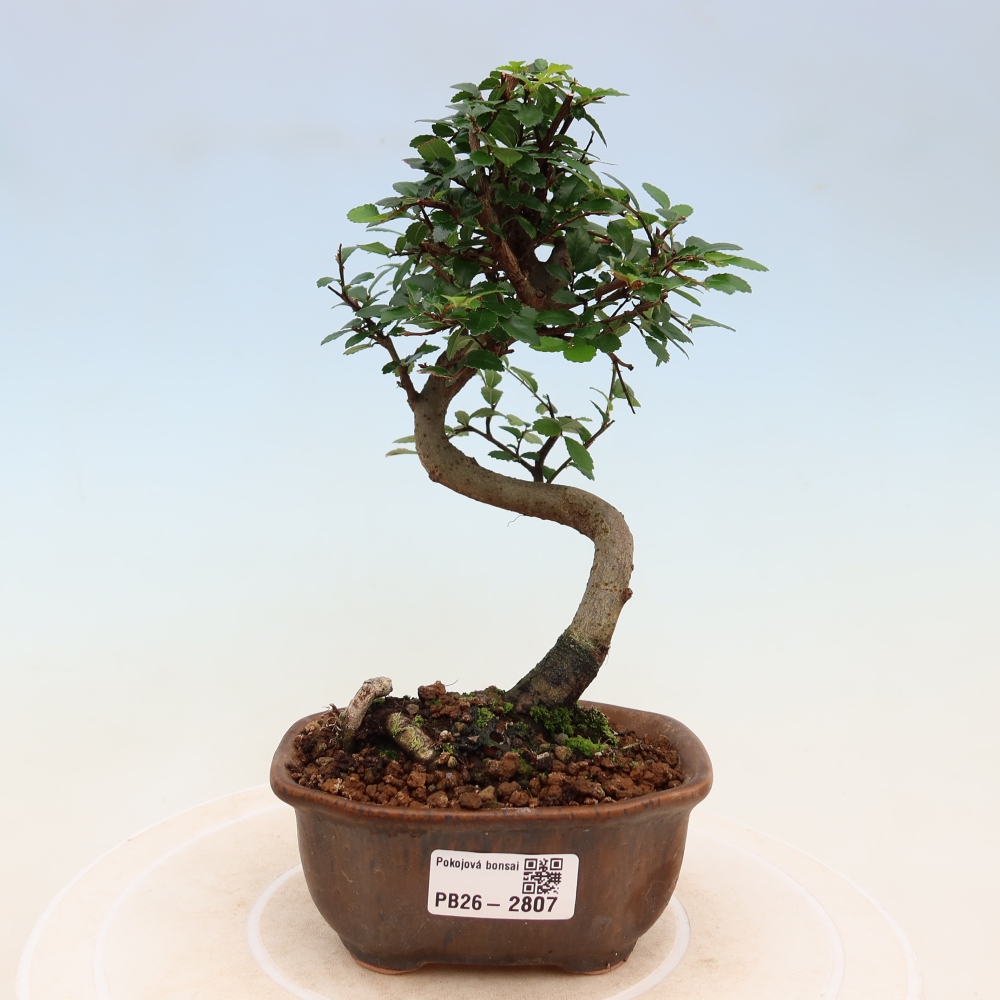 Pokój bonsai - Ulmus parvifolia - Wiąz drobnolistny