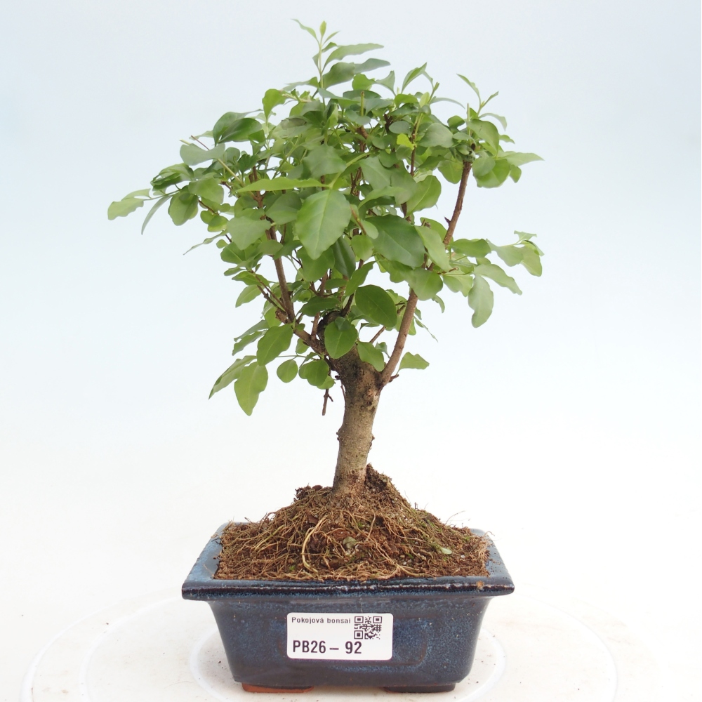 Pokój bonsai - Ligustrum chinensis - Dziób ptaka