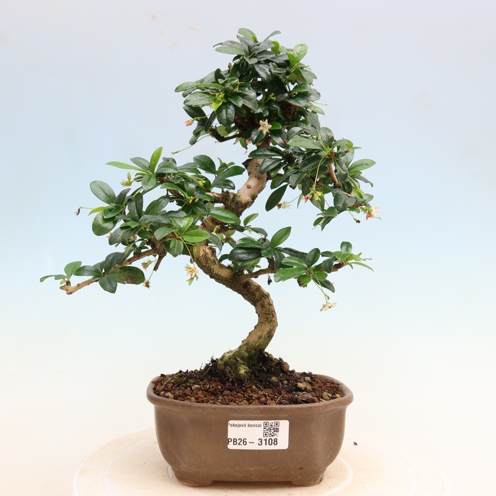 Bonsai pokojowe - Carmona macrophylla - Tea fuki