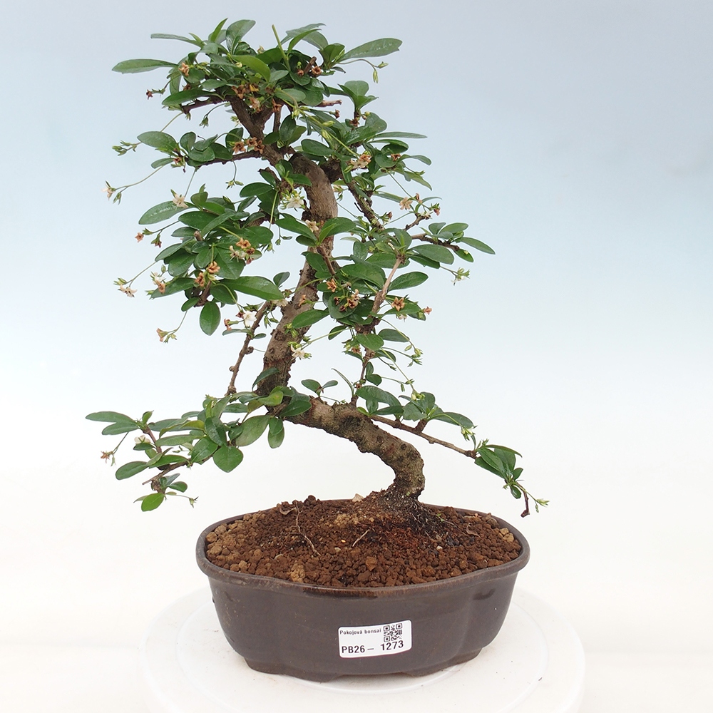 Bonsai pokojowe - Carmona macrophylla - Tea fuki