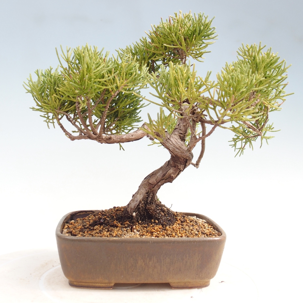 Outdoor bonsai - Juniperus chinensis Kishu