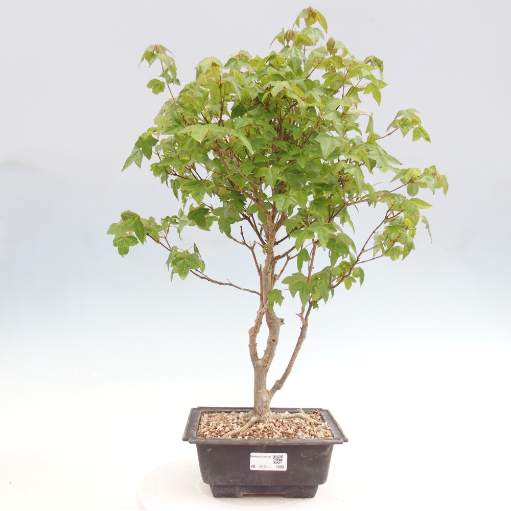 Outdoor bonsai - Acer Buergerianum - Klon Burger
