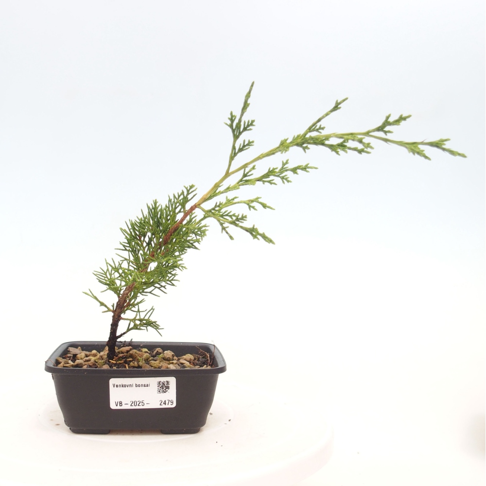 Outdoor bonsai - Juniperus chinensis Itoigawa - Jałowiec chiński