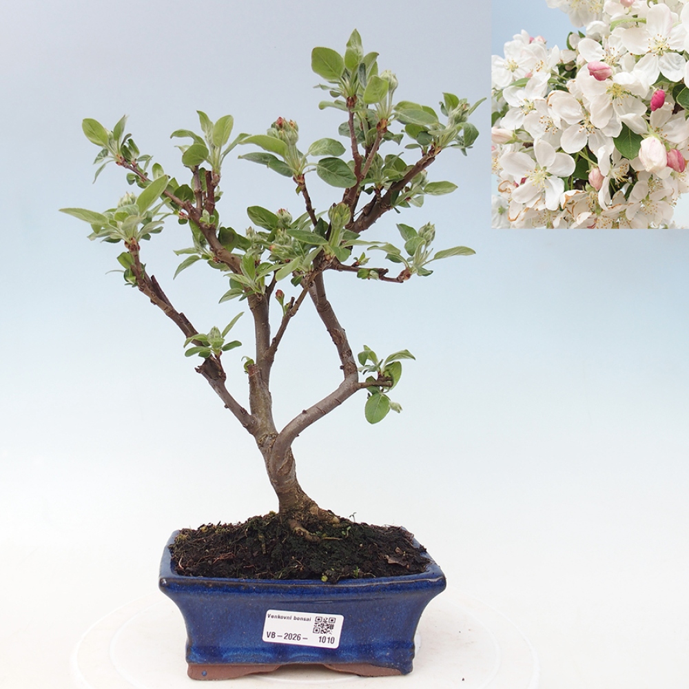 Outdoor bonsai - Malus halliana - Jabłoń drobnoowocowa